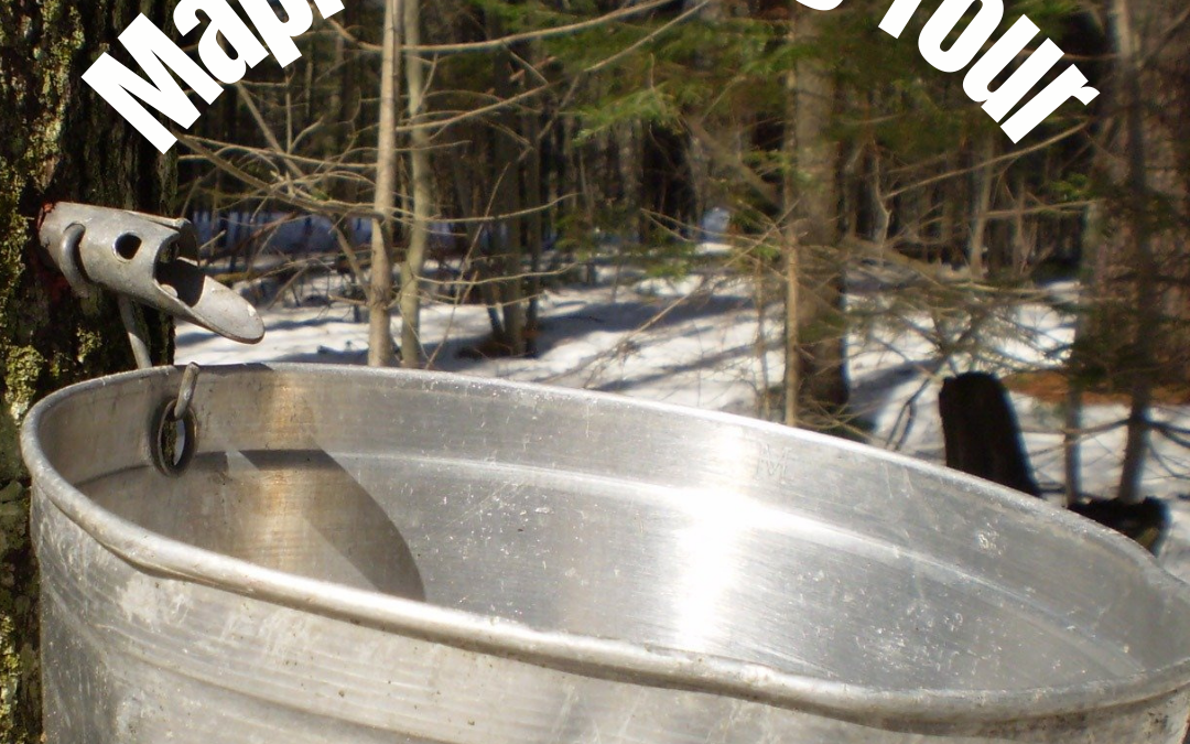 Maple Sugaring Tour