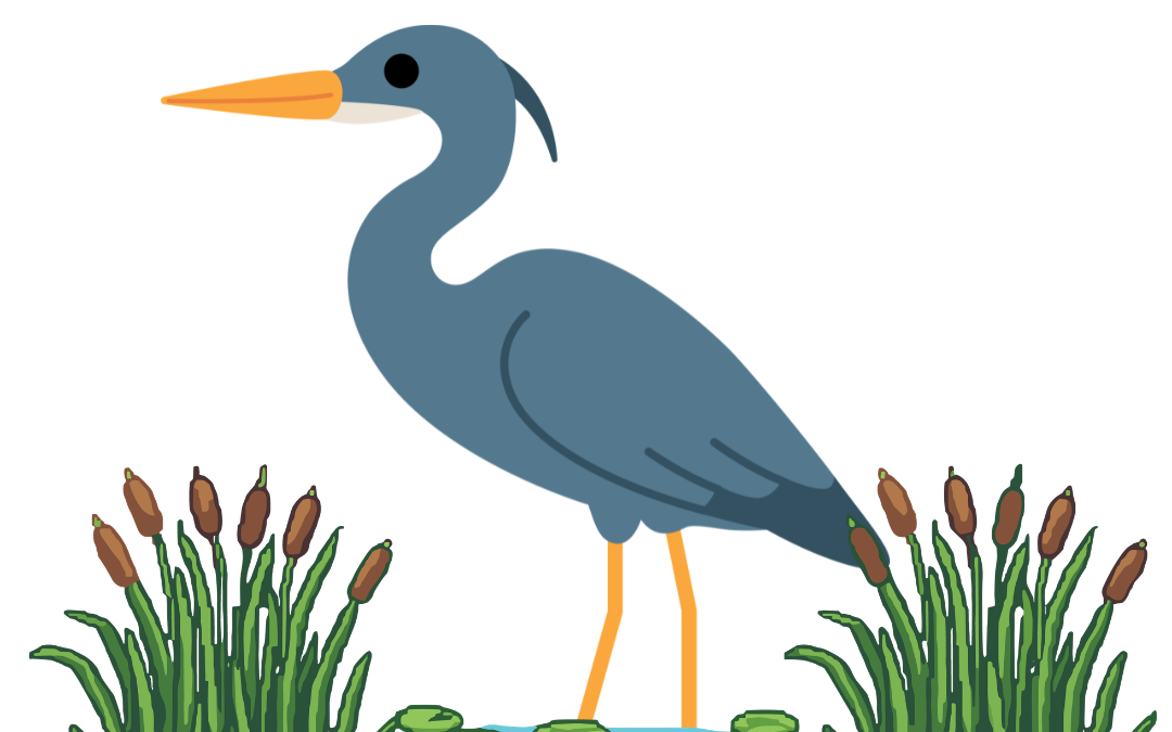 Common Ground Morning Birding Adventure